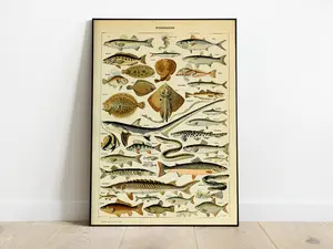 Vintage Fish Print Poster Decor Photo Artistic Decoration