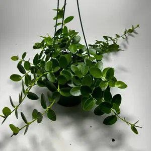 Hoya cumingiana Plant Pet Safe 6 inch pot