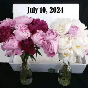 Alaska Peony Sample Box Ships 7/10/2024 Decor Flower Gift