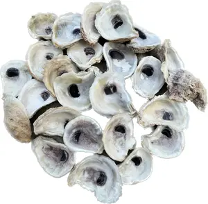 Combo Oyster Shells 2-3 Inches - Hand-Picked from 2" to 3" Sizes for Versatile Crafting and Unique Display - Includes Extras for Project Needs