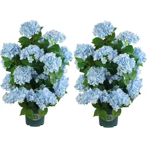 30-in Decorative Artificial Hydrangea Tree - Light Blue Flowers, UV-Resistant Faux Potted Plant for Indoor, Outdoor Home or Porch Decor (2-Pack)