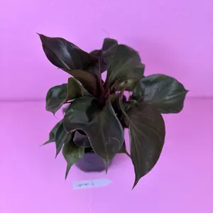 Philodendron Red Heart 6” | Tropical Philodendron | Houseplant