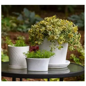 Roberta's Stonecrop Sedum Boogie Woogie 1pc