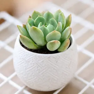 Graptoveria 'A Grim One'