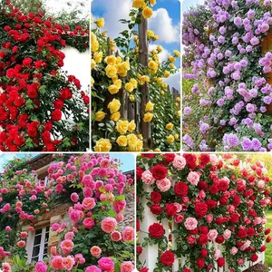 200+ Mix Climbing Rose Seeds for Planting Outdoors Ornamental Climbing Flowers Rosa Bush Vine Climber Long-Blooming