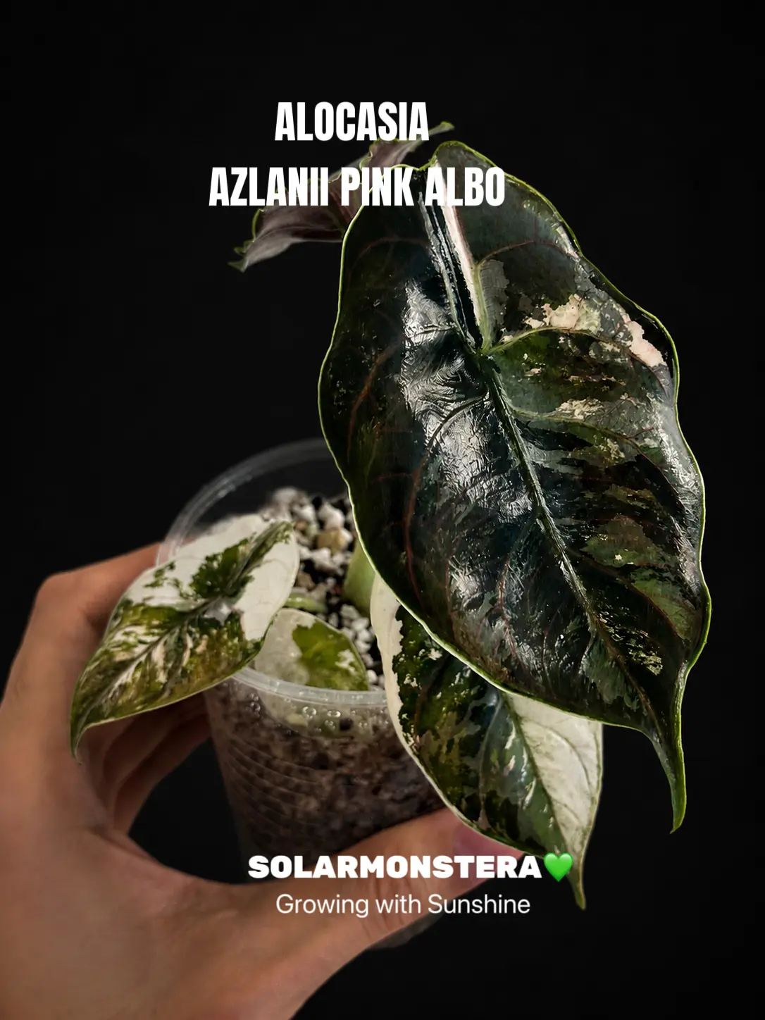 Alocasia Azlanii Pink Albo Tissue Culture in Gel