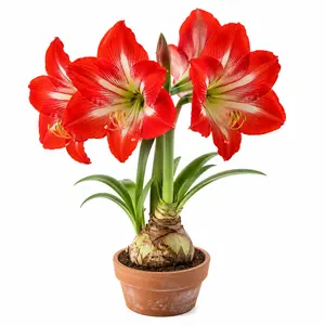 Premium Amaryllis Bulb - Easy to Grow Indoor Blooming Flower Plant