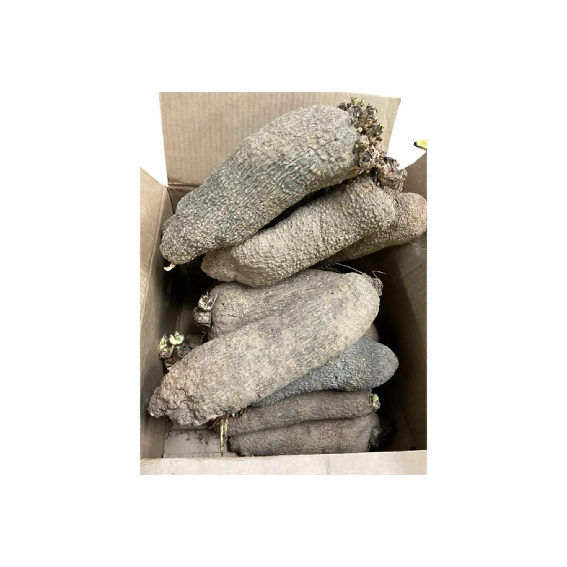 Fresh Ghana Yam Old White Yam - High-Quality Root Vegetables for Cooking and Snacking 10lbs