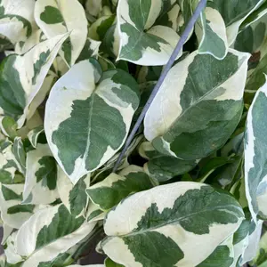NJoy Pothos, Easy Care Plant, Live Houseplant, Indoor Plant