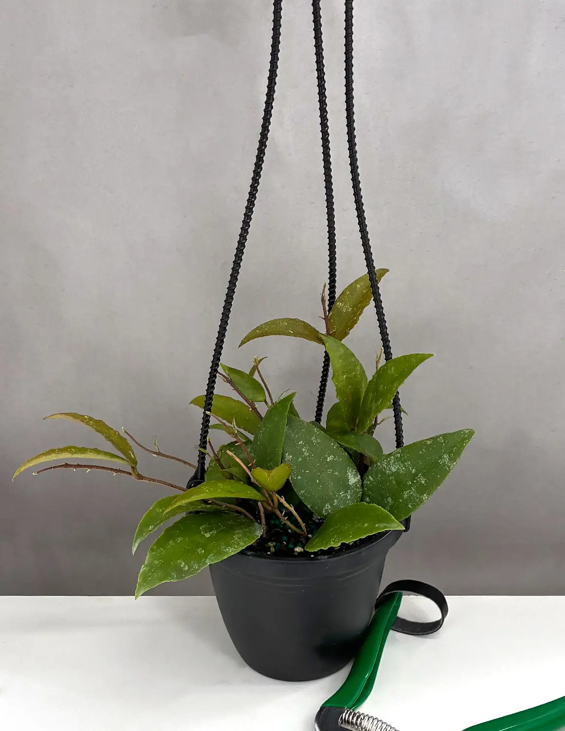 Hoya Caudata Sumatra
