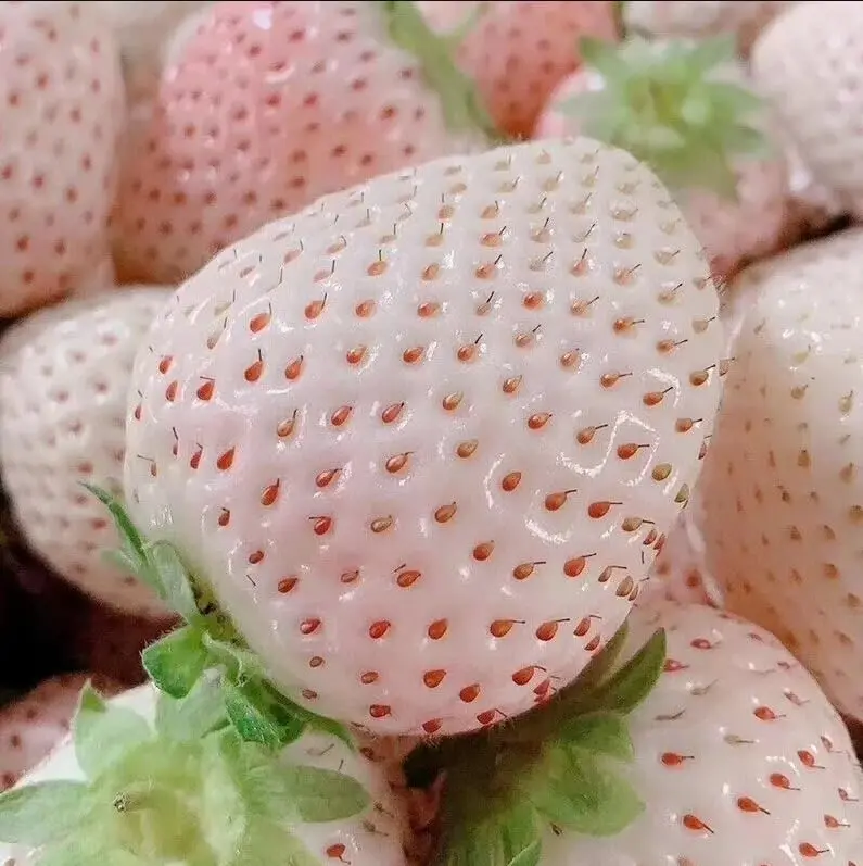 strawberry seeds heirloom Heirloom Red Strawberry Popcorn Seeds (Zea mays var. everta) – Unique, –  Terra Mater Gardens main image 0