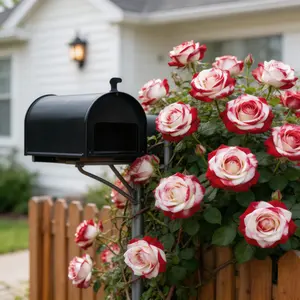 200pcs Rare Twin Red White Rose Flower Seeds for Planting - Captivating Garden Blooms Non GMO Heirloom Garden - Planting Instructions for Easy Grow - Great Gardening Gifts