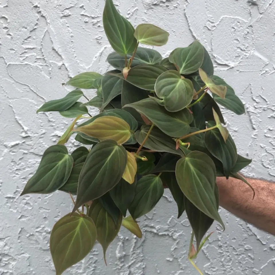 Philodendron Micans - 6” pot