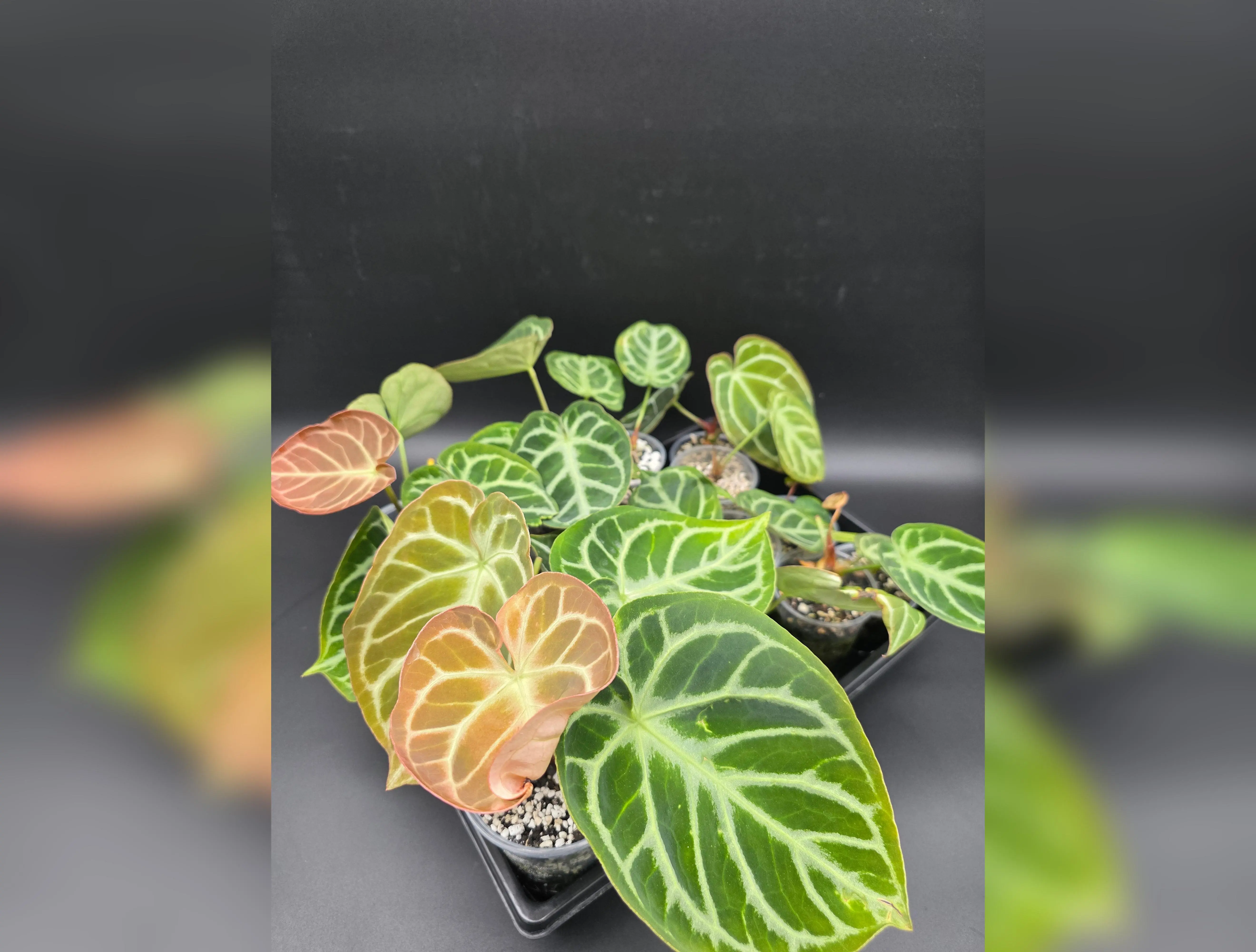 Anthurium Magnificum x Silver Blush -Large Leaves