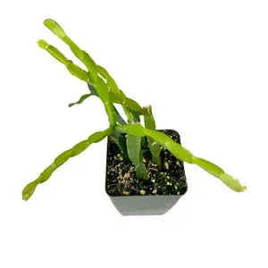 4" Rhipsalis Paradoxa – Live Plant