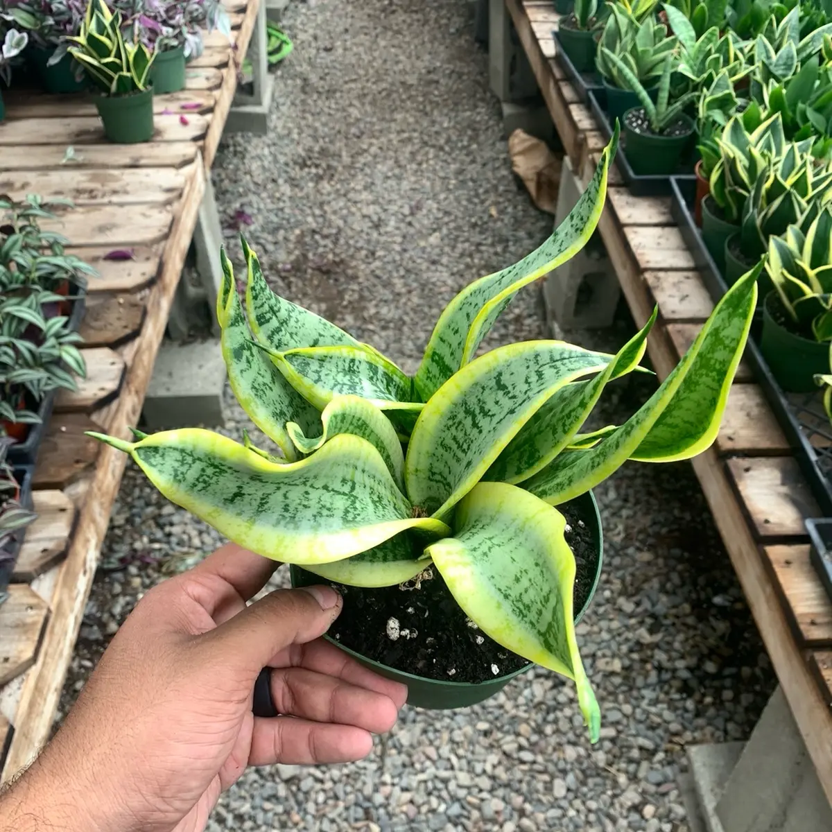 Variegated Sansevieria Twisted Sister/Curly Snake Plant - Rare Snake Plant  - TikTok Shop