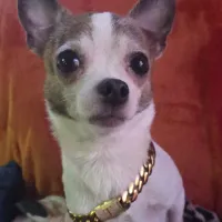 Scratch Pet Supplies