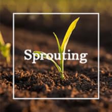 Mix Dwarf Bonsai Fruit Tree Seeds for Planting, 50+ Lemon Tree Seeds 50+ Cherry Tree Seeds 50+ Orange Tree Seeds 50+ Apple Seeds, 4 Variety Individual Packs, Organic Heirloom Fruit Seeds Mix Dwarf Bonsai Fruit Tree Seeds for Planting, 50+ Lemon Tree Seeds 50+ Cherry Tree Seeds 50+ Orange Tree Seeds 50+ Apple Seeds, 4 Variety Individual Packs, Organic Heirloom Fruit Seeds