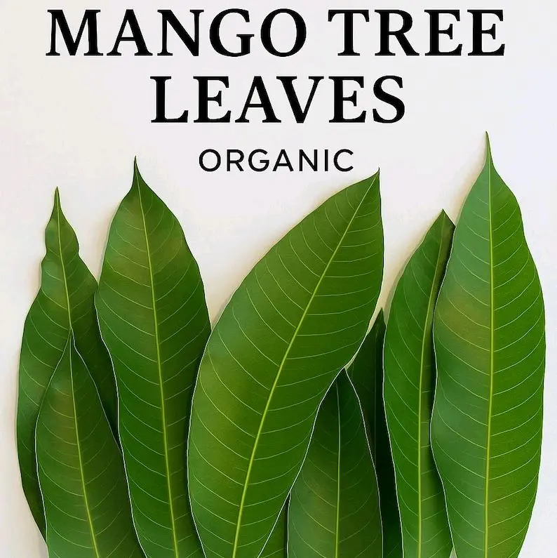 D-R-D MANGO LEAVES