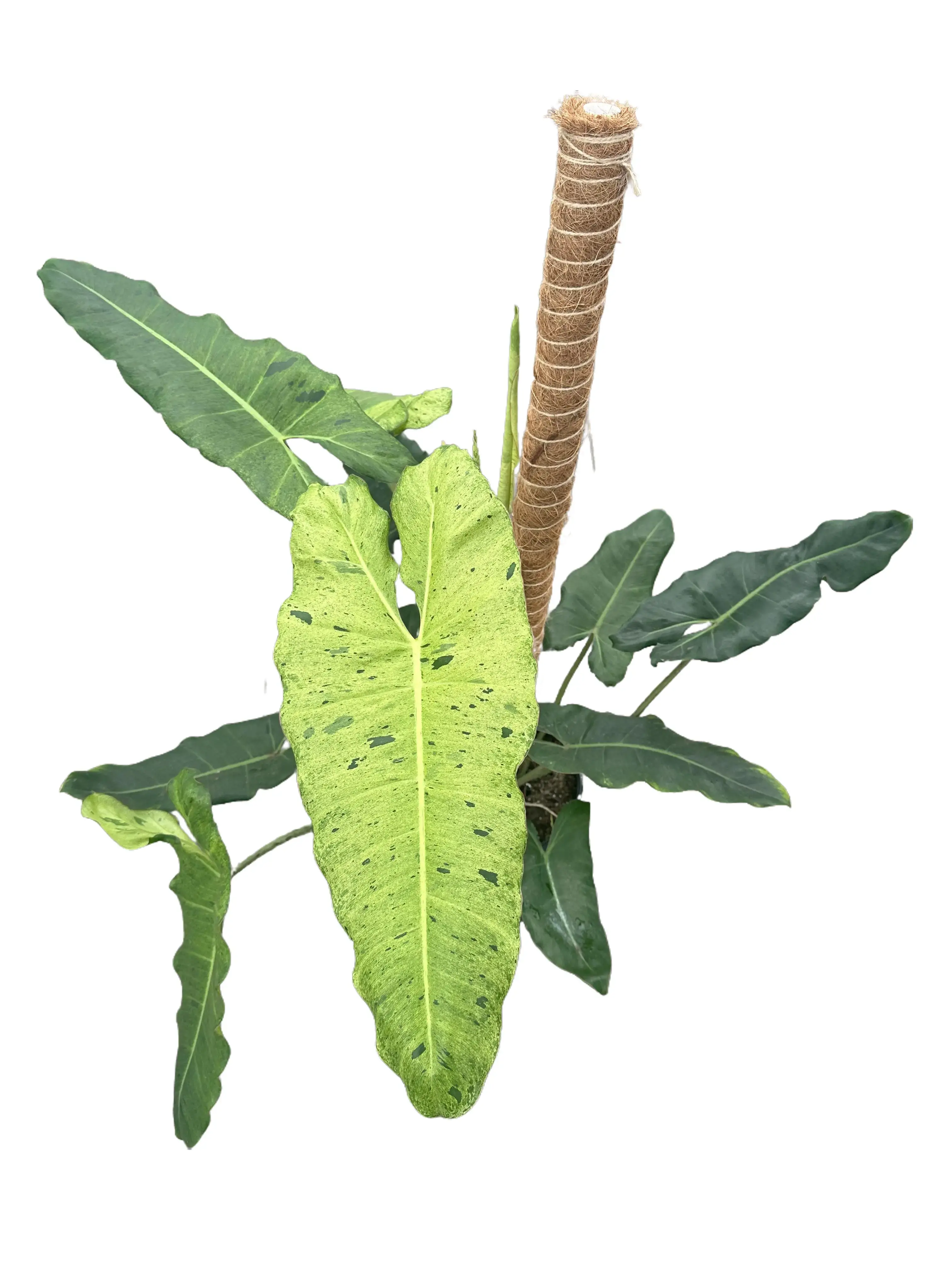 Philodendron Paraiso Verde 8” on a Moss Pole Potted Live Plant - Rare Variegated Houseplant - Exotic Tropical Aroid - Long Serrated Leaves - Mottled Green Variegation - Collector’s Item - Fast Growing - Unique Indoor Plant - Statement Foliage
