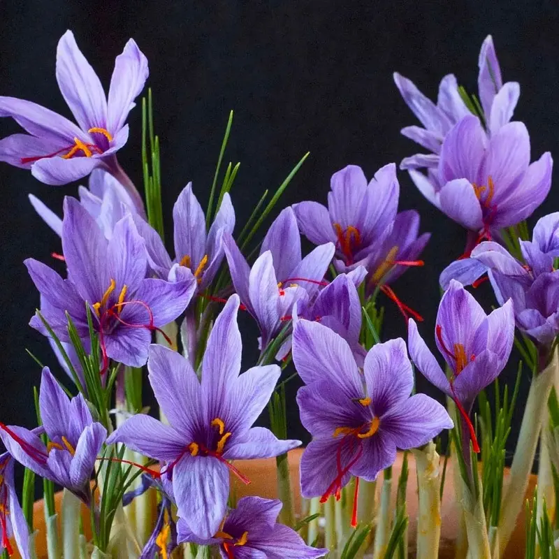 100 seeds of saffron, flower seeds, are highly suitable for planting both indoors and outdoors in a home garden.