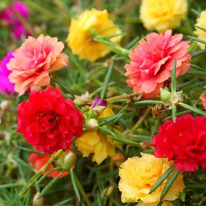5000 Portulaca (Moss Rose) Seeds – Easy to Grow, Long-Blooming Ground Cover for Sunny Gardens
