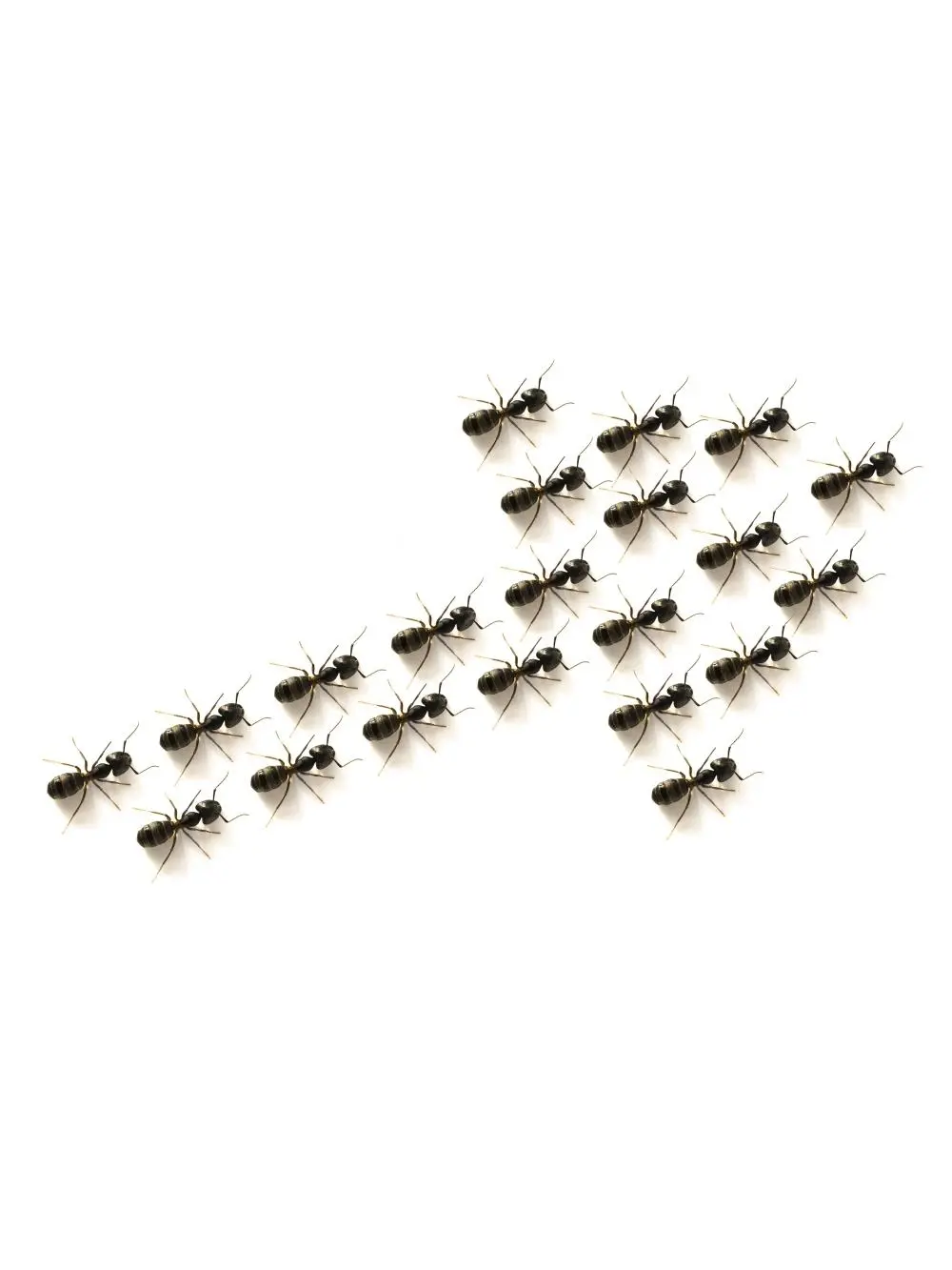 Posterazzi DPI1831664 Ants Forming An Arrow Poster Print, 19 x 12