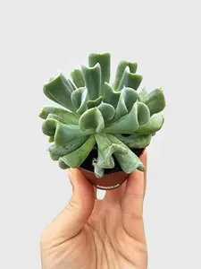 Echeveria Runyonii Topsy Turvy Succulent in Potted Nursery Pot - Low Maintenance, Healthy, Gift-Worthy, Green
