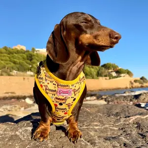 Bee Happy Dachshund’S Harness