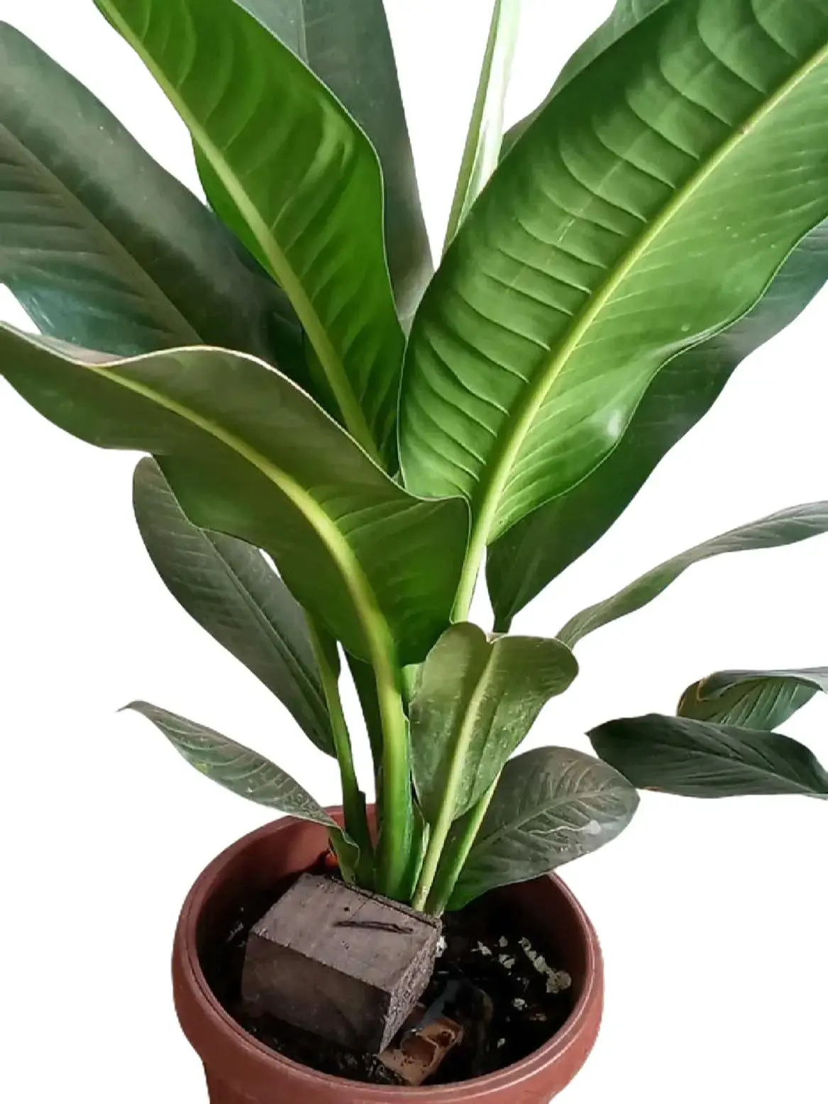 Golden Diamond Philodendron Live Potted Plant, Evergreen Ornamental Plant For Indoor Balcony Home Decor