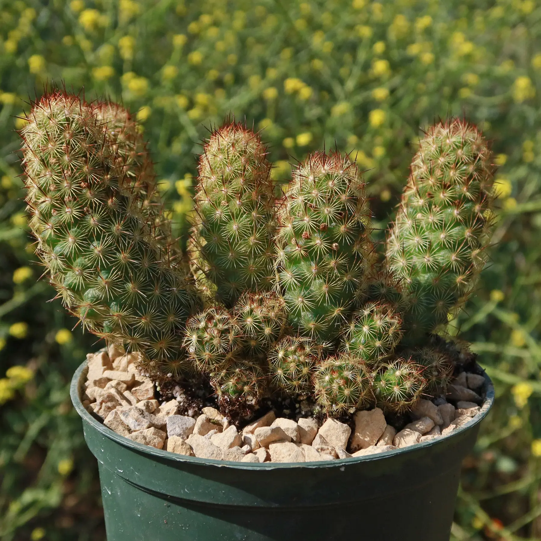 Copper King Cactus - Mammillaria elongata 'Copper King' - TikTok Shop