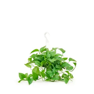 Pothos 'Jade', Large