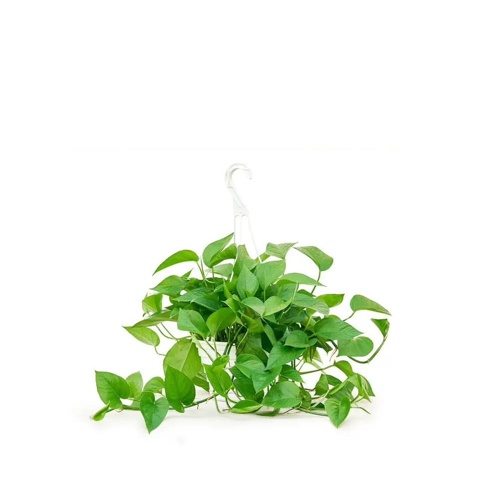 Pothos 'Jade', Large