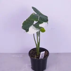 Alocasia Mickey Mouse – unique shaped leaves | Live Plant 4” Pot | Alocasia Variegated Houseplant