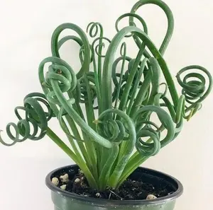 Albuca Spiralis Frizzle Sizzle Succulent, 2" Pot