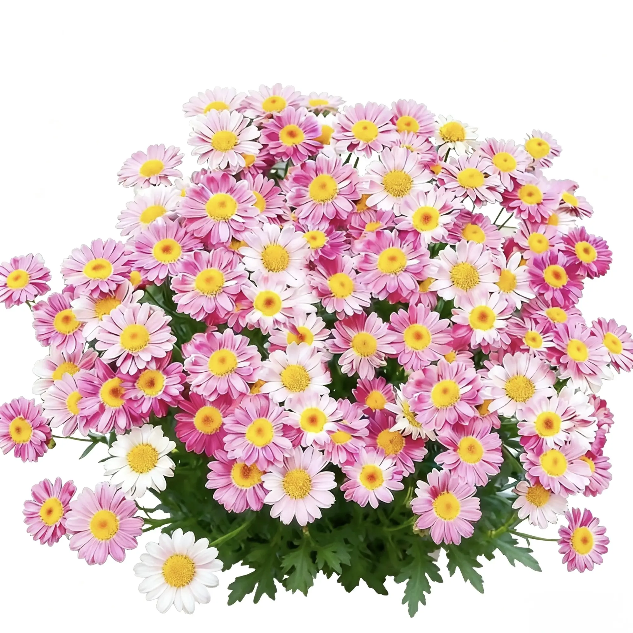 Dalmatian Pyrethrum Daisy Flower Seed Pack - Natural Insect Repellent, Open-Pollinated Heirloom Perennial Outdoor Easy-to-Grow Seeds for Pest-Free Gardens, Heirloom Seeds