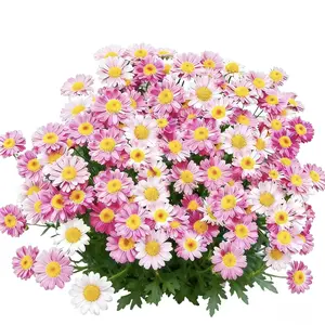 Dalmatian Pyrethrum Daisy Natural Insect Repellent Plant Seeds - Open-Pollinated Heirloom Perennial Outdoor Flowers, Easy to Grow for Pest-Free Garden, Ideal for Grow Flowers Needs