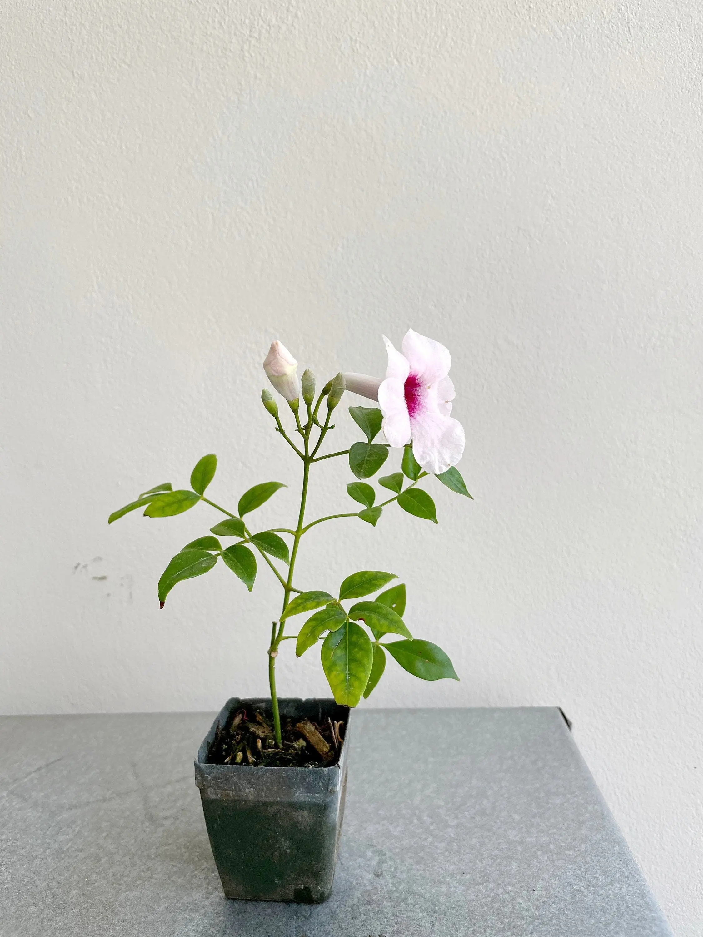 Pink Bower Vine Starter Plant - Pandorea Jasminoides