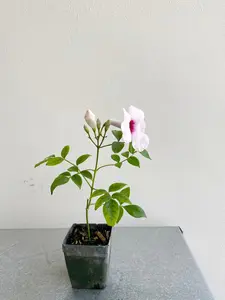 Pink Bower Vine Starter Plant - Pandorea Jasminoides
