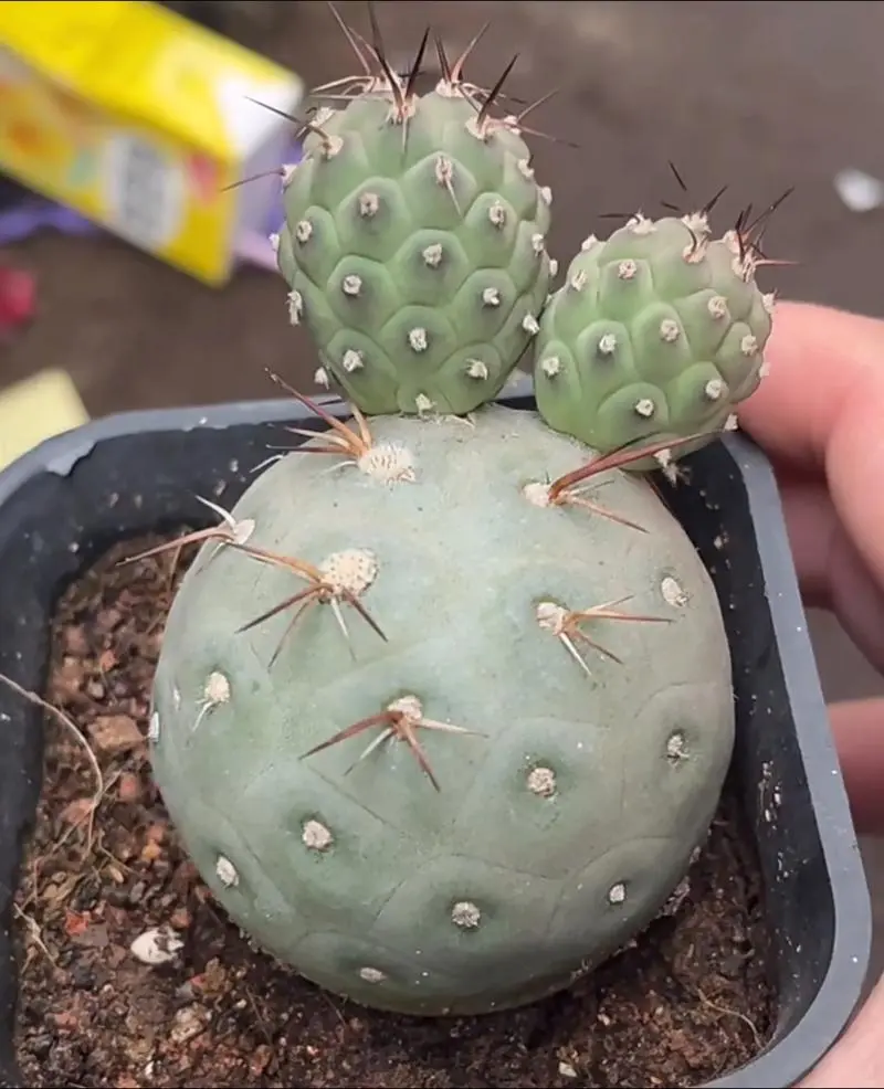 Tephrocactus Geometricus Paper Spine Cactus, Unrooted Cutting Succulent Houseplant