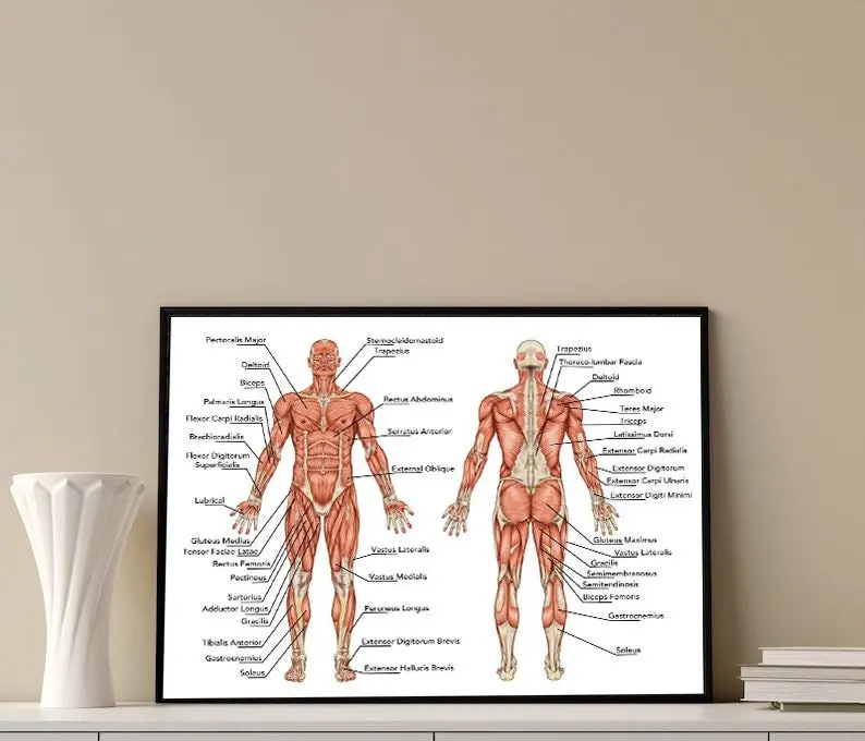 Human Anatomy Muscles of the Body Poster