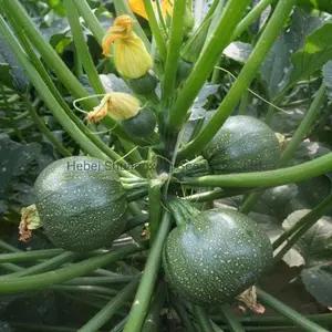 Round Zucchini Seeds