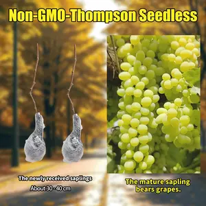 Add This White Seedless Grape Vine to Your Garden  Delicious & Easy!