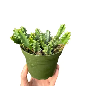 4" Lifesaver Plant – Huernia Zebrina – Live Plant