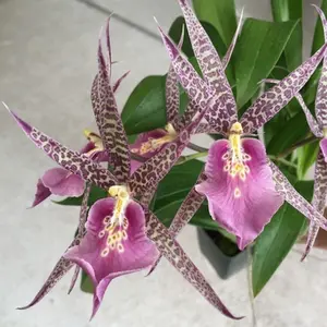 Mtssa C. M. Fitch 'Izumi' AM/AOS., orchid plant