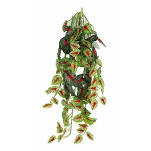 Caladium Hanging Bush 24"