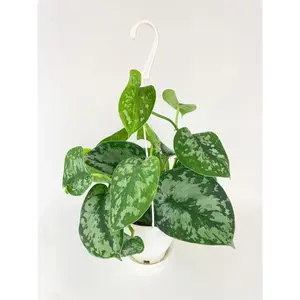 Scindapsus Pictus 'Exotica' Pothos
