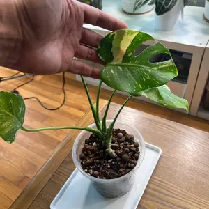 “Mark” the Monstera Thai Con