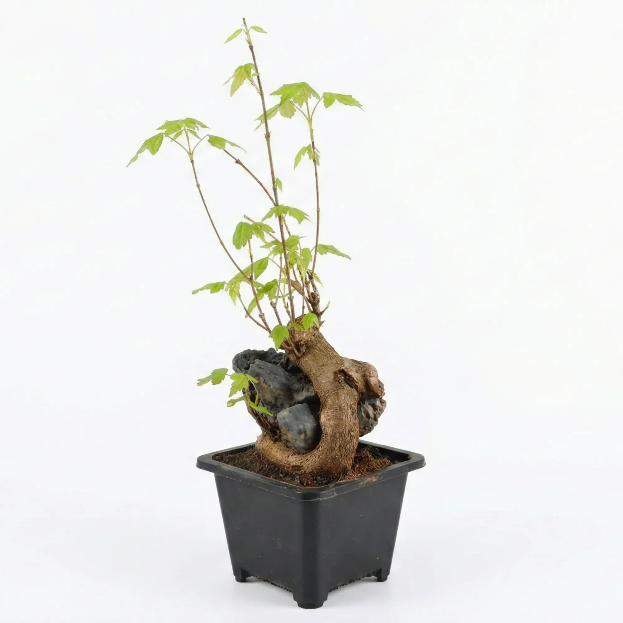 Mini Trident Maple Bonsai  Root-over-Rock Shohin Style,Seasonal leaf Color  Changes,Low Maintenance Ornamental Plant for Home, Office, and Garden Dcor  - TikTok Shop