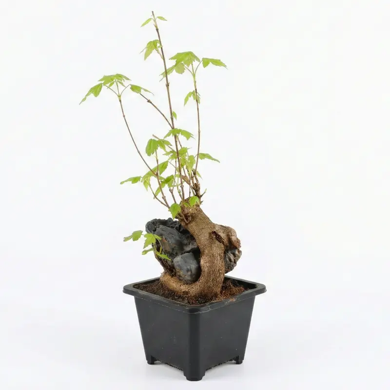 cheap bonsai - TikTok Shop